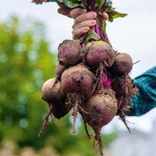 West Coast Seeds, Beet Seeds